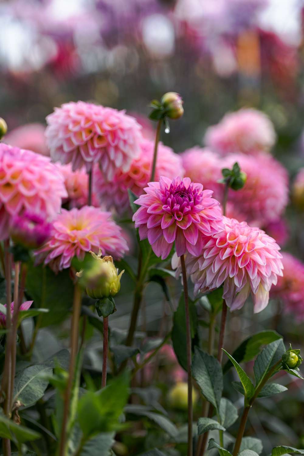 Dahlia 'Esli'